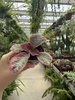 EPISCIA P6