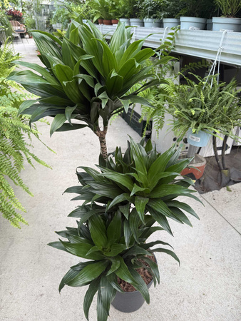 DRACENA COMPACTA P21