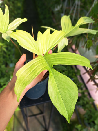 PHILODENDRON FLORIDA GHOST P19