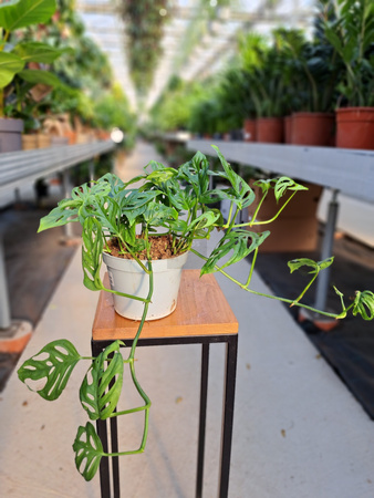 MONSTERA ACUMINATA P13