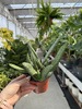 ALOE PARADISUM P10