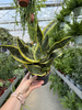 SANSEVIERIA DRAGON TONGUE P12