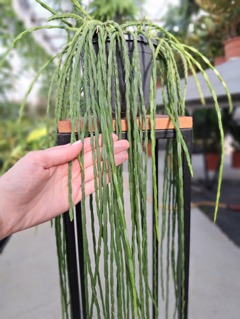 RHIPSALIS PARADOXA P15