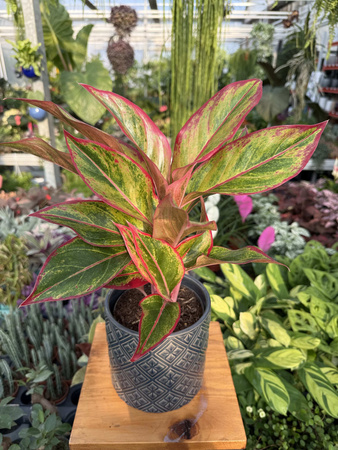 AGLAONEMA JUNGLE LAVA P12