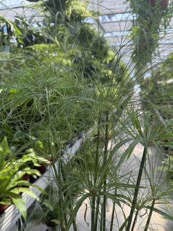 PAPIRUS - CYPERUS P18