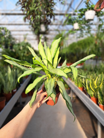 AGLAONEMA ZEBRA P12