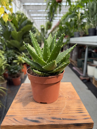 ALOE PERFOLIATA P12