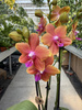 PHALENOPSIS MULTIFLORA ORANGE FRAGRANCE P12