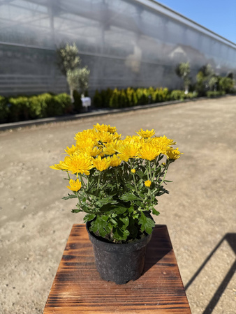 CHRYZANTEMA DROBNOKIATOWA ŻÓŁTA MINI P11