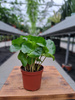 COFFEA ARABICA P7
