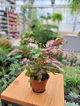 PTERIS ALBOLINEATA P7