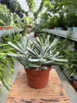 COTYLEDON OCTOPUS P12