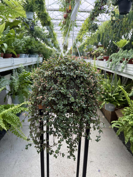 PILEA GLAUCA P16