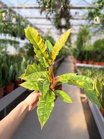 PHILODENDRON RING OF FIRE P12