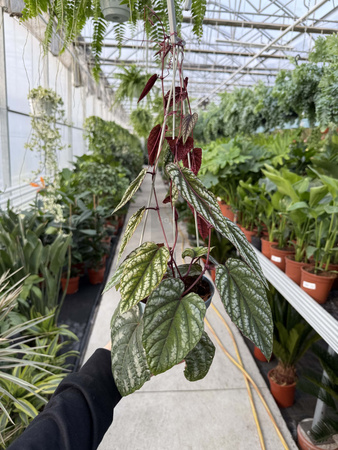 CISSUS DISCOLOR P13