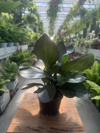 PEPEROMIA RED MARGIN P9