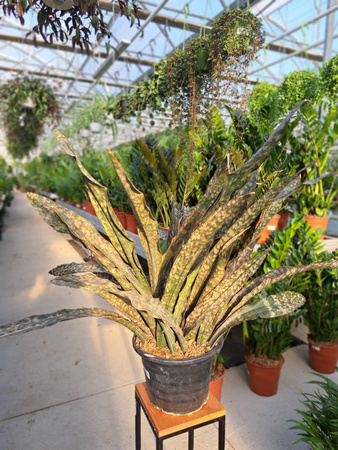 SANSEVIERIA COPPER TONE P24