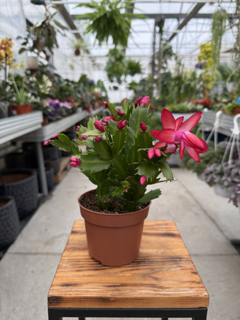 ZYGOKAKTUS CZERWONY P12