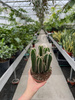 CEREUS PER. FLORIDA P12