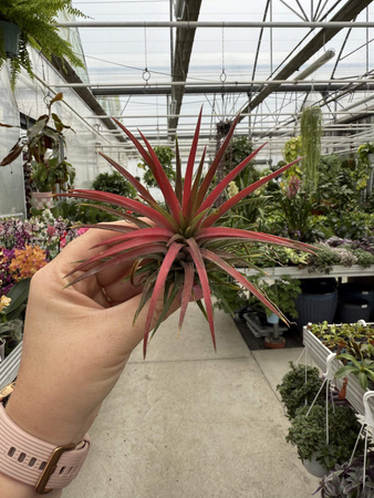 TILLANDSIA IONANTHA P10