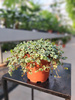 PILEA GLAUCOPHYLLA GREYZY P10