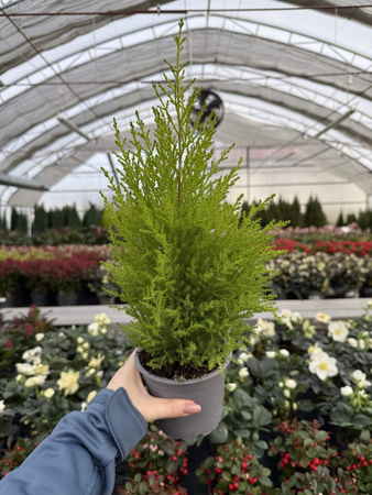 CYPRYSIK GOLDCREST WILMA P12