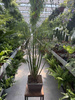 PAPIRUS - CYPERUS P18