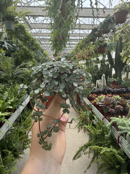 PILEA GLAUCA P6