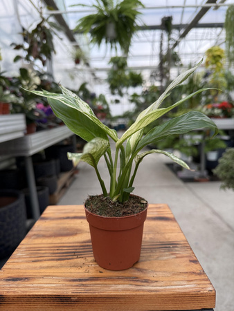 SPATHIPHYLLUM SNOW FEATHER P7