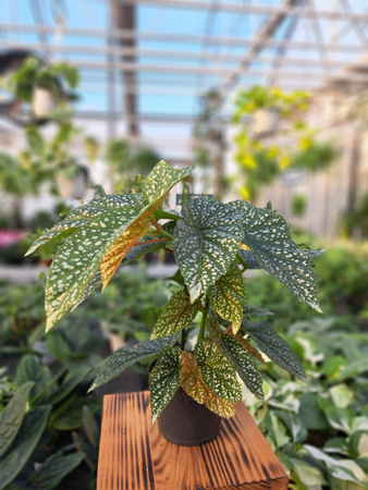 BEGONIA ALBOPICTA SILVER  P12