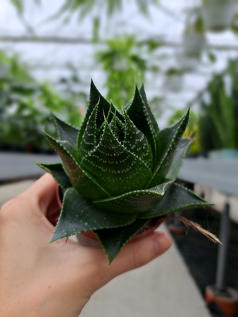 ALOE COSMO P8