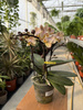 PHALENOPSIS MULTIFLORA TYPES ORANGE AROMIO POWDERY
