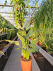 STRELITZIA REGINAE P24