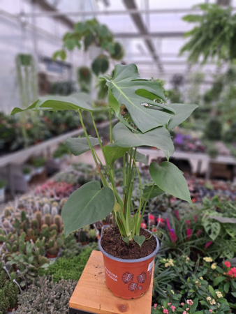 MONSTERA DELICIOSA P17