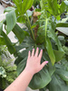 MONSTERA DELICIOSA NA PALU P24