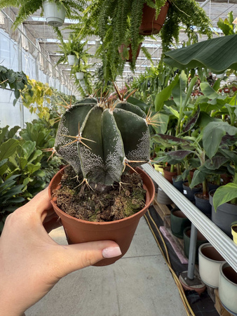 CACTUS ASTROPHYTUM P10