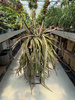 LEPISMIUM CRUCIFORME ROJO P20