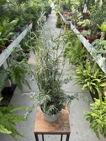 PAPROĆ PTERIS EVERGEMIENSIS P13