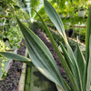 SANSEVIERIA METALICA P17