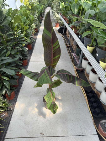 BANANOWIEC SIKKIMENSIS EVER RED P21