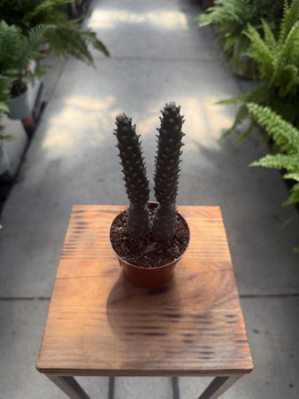 OPUNTIA DIADEMATA P8