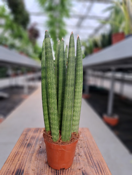 SANSEVIERIA CYLINDRICA STRAIGH P8