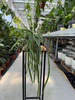LEPISMIUM BOLIVIANUM P11