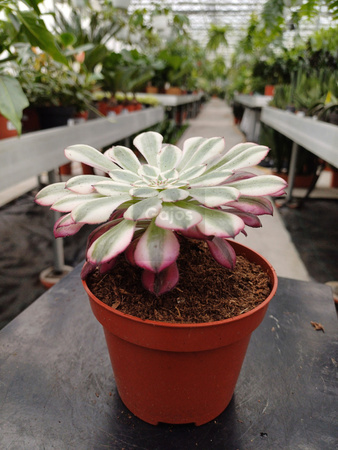 AEONIUM COPPER P10,5