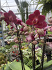 PHALENOPSIS RED LION P12