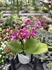 PHALENOPSIS AROMIO FRUITY MINI P7 PROMOCJA