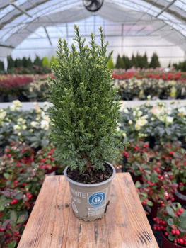 CYPRYSIK LAWSONA SNOW WHITE P9