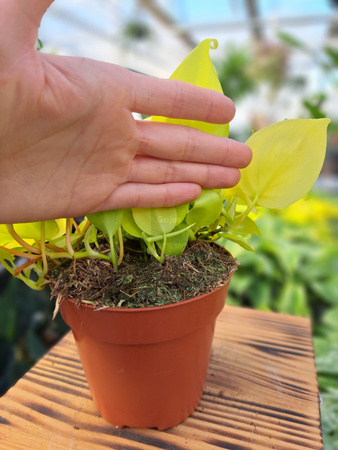 PHILODENDRON SCANDENS MICANS LIME P12