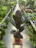 FICUS ELASTICA P17