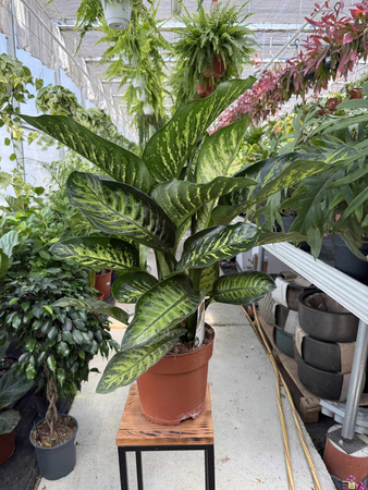 DIEFFENBACHIA MAROBA P21